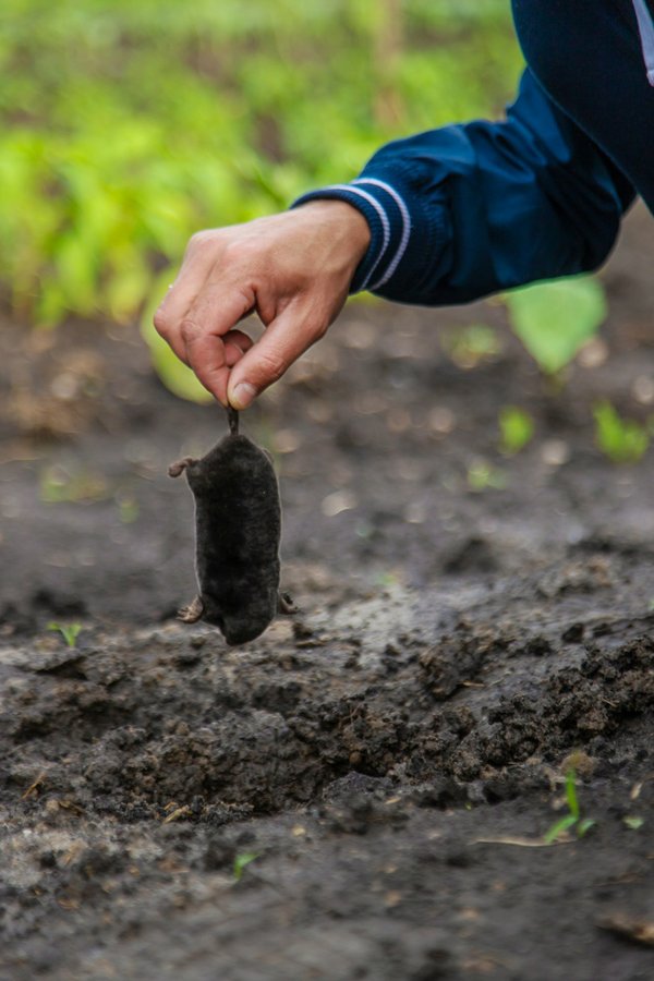 Extermination des taupes : solutions pour un jardin sain à liège/namur