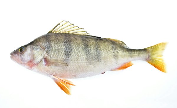 Découvrez les avantages de la perche télescopique pour votre jardin